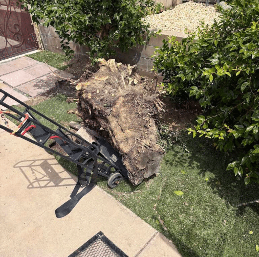 Yard Debris Removal Services in San Diego County