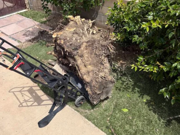 Yard Debris Removal in San Diego County